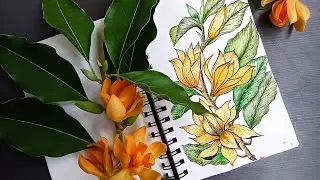 Sampangi Magnolia champaca Flower art | Super fragnance flower