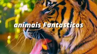 Relaxar e Meditar com os Animais
