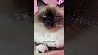 Как сказать кошке, что вы ее любите? 😻😻😻