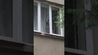 🐕The dog is waiting at the window