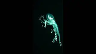 BACKGROUNDS - Halloween - Spooky floating squid color