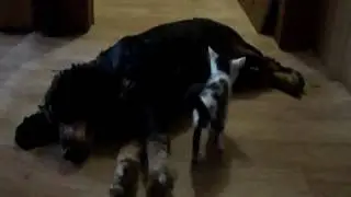 Кошка Бабочка. Начало