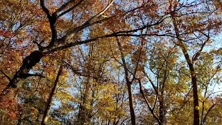 Pixel 5 Cinematic Pan: Falls Trees #Shorts