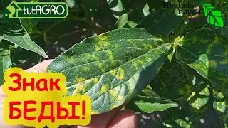 ИЗБАВЬТЕСЬ ОТ ЭТИХ РАСТЕНИЙ КАК МОЖНО СКОРЕЕ. Самые опасные растения в саду и огороде. От них беда!