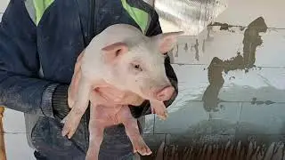 ⚡Забронированные поросята лучший помет 🔥18 дней выглядят как в месяц
