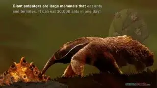 How Many Ants Does an Anteater Eat?  *Science in Seconds*  TurtleDiary.com