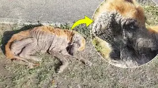 This loyal old dog collapsed, he held out hope the owner would pick him up with pus eyes