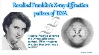 Rosalind Franklin's X-ray Diffraction Pattern of DNA (explained ) | DNA structure