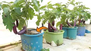 [Home Gardening] You Will Save A Lot Of Money If You Know This Way Of Growing Eggplants