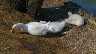 Чёрные утки, лебеди, огари, гуси, овца, коза. (Black ducks, swans, ogary, geese, sheep, goat.)