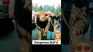 Dangerous Bull ♉