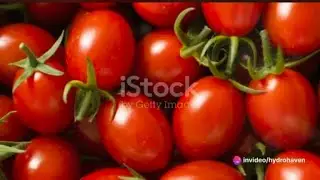 How To Grow Cherry Tomatoes - The Ultimate Guide