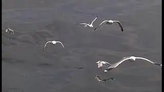 sea and birds