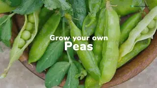 How to grow your own peas | Love The Garden