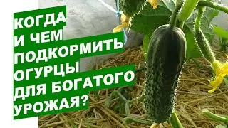 Когда и чем подкормить огурцы для богатого урожаяWhen and what to feed cucumbers for a rich harvest