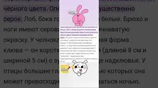 🦤Какой🦩Странный🦆