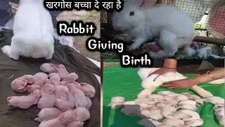 Videos For Rabbits - rabbit video - खरगोश बच्चा दे रहा है #rabbite#rabbitvideo#crazyvlog