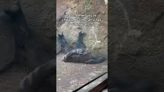 Life at the Bronx Zoo #funnyanimals #gorilla #animalhumor #marriagegoals #wildlifemoments