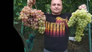 Виноград - Сенсация .