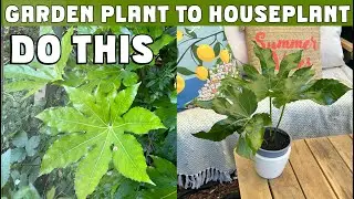 Turn a GARDEN PLANT into a FREE house plant Here's how #gardening #houseplants #houseplantslover