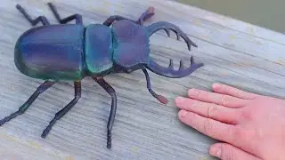 GIGANTIC BEETLE!