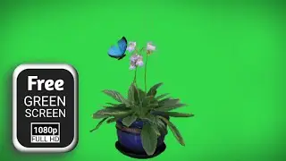 Hanging flower pot green screen effects | green screen flower | flower green screen animation