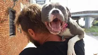 Pitbull Dog Cries Out In Happiness After Months Apart From Owner!