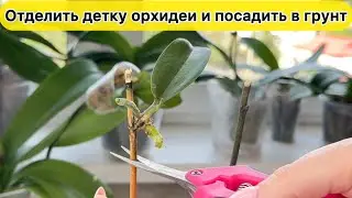 Так надо ОТДЕЛЯТЬ ДЕТКУ орхидеи от цветоноса и сажать в правильный субстрат