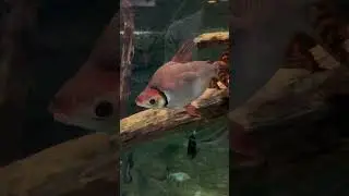 Awesome Amazon Tank With Huge Piranhas