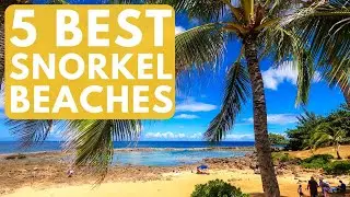 5 Best Snorkel Spots on Oahu, Hawaii | swim with turtles, safety tips, and snorkeling tours