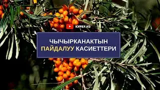 ЧЫЧЫРКАНАКтын ПАЙДАЛУУ касиеттери / КУРБУ КЖ