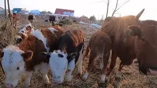 Коровы с телятами .