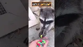 🦝 вырос среди людей 