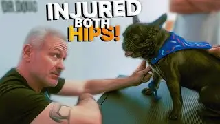 French Bulldog "Tiger" HURT Both Hips in FALL ~ Gets CRACKED back into Shape with Chiropractic!