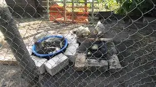 Башкирские утята в 30 дней.  Купание утят.