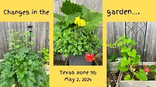 Big changes coming to the garden | Simple, affordable gardening in small spaces Texas zone 9b