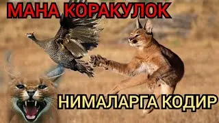 Сиз биласизми / Мана коракулок аслида канака хайвон / 