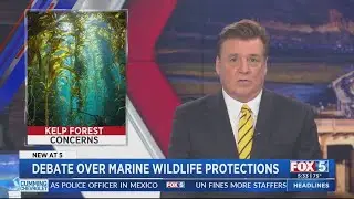 Debate over marine wildlife protections