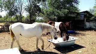 PRINCE AND NIKITA INTRODUCING STALLIONS \\ Horses, Donkeys and Katrin