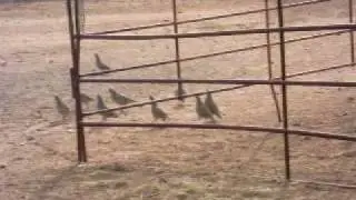 Happy Scaled Quail, singing over horse bfast leftovers