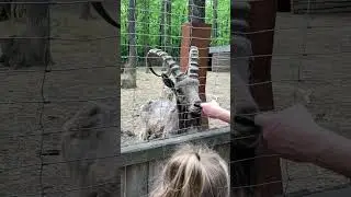 #влог #зоопарк #животные #смешно #кормимживотных #zoo #animals #funnyvideo