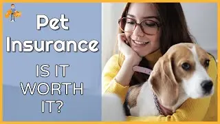 Is Pet Insurance a Life Saver or Waste of Money?
