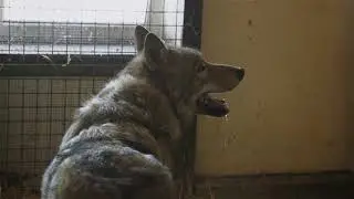 Спасенные волки в Фельдман Экопарк