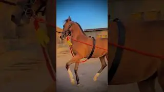 horse lovers || horse riding || #shorts #viral #horse