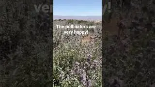 There are still wildflowers at Carriza Plain NM Memorial Day Weekend #californiasuperbloom