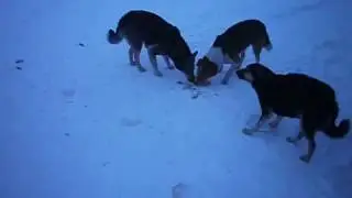 Кормление бездомных собак.