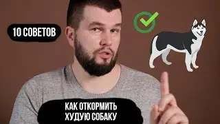 Как откормить худую собаку?