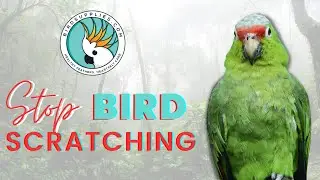 7 Reasons Birds Scratch & What To Do About It