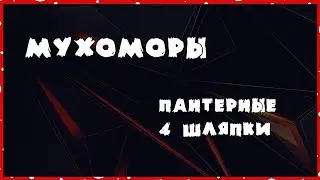 Мухоморы пантерные / 4 шляпки / Трип репорт от подписчика #мухоморы