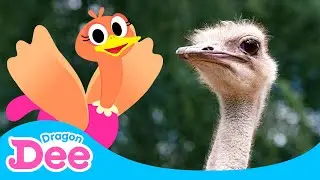 Can a REAL Ostrich Fly?! | Ostrich, Fly or Run? | Learn Animals with Song🎵 | Dragon Dee for Children